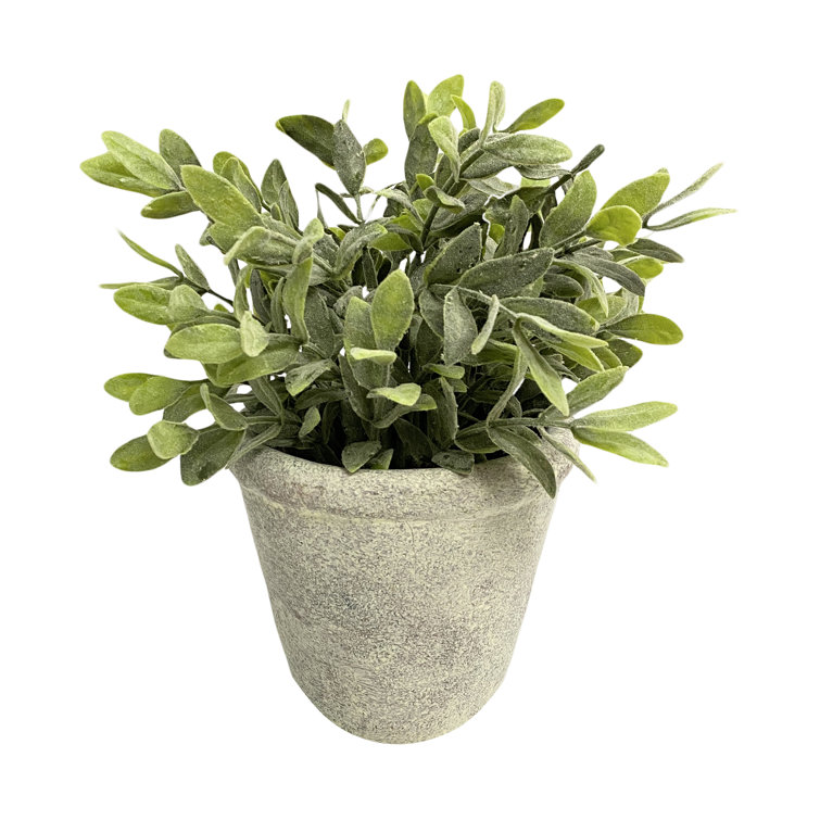 Primrue 11'' Faux Boxwood Plant in Ceramic Pot Wayfair
